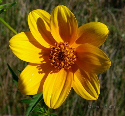 Tickseed Sunflower.jpg